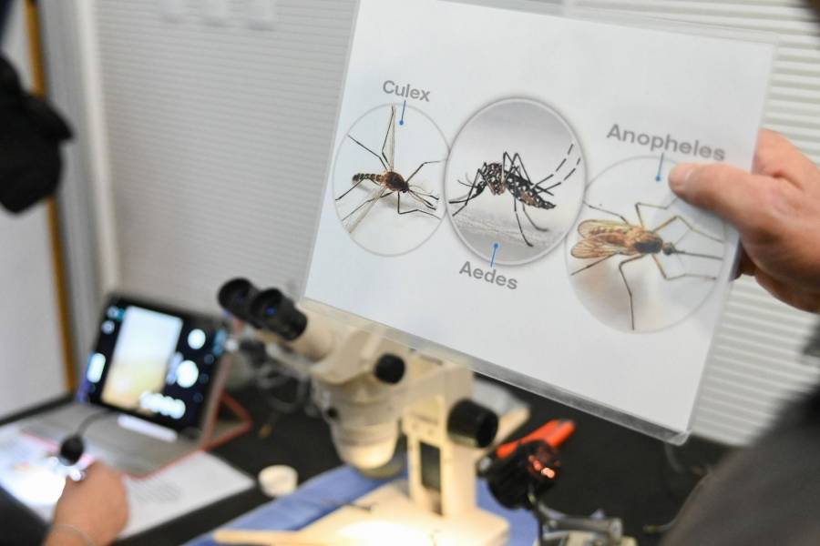 Objetivo Dengue: cómo funciona la red de monitoreo que permitió detectar la presencia del mosquito todo el año