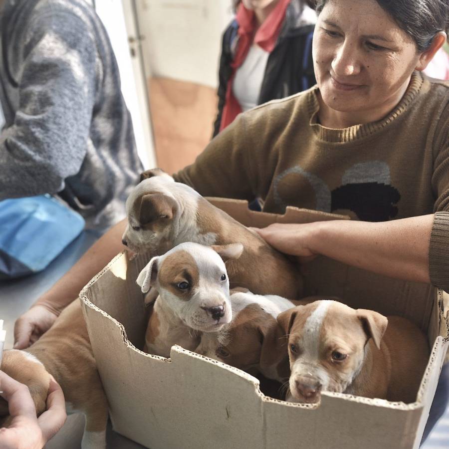 El IMUSA realizará castraciones masivas en barrio Colastiné
