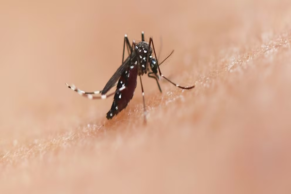 Vacuna del dengue: según un estudio protege durante siete años 