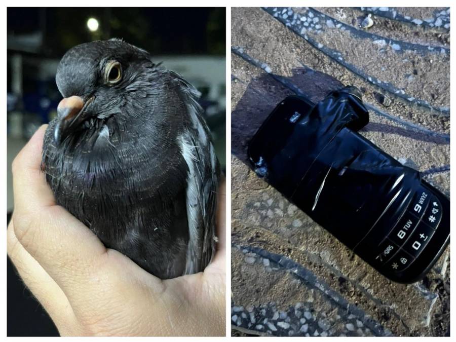 Hallaron una paloma con un celular en una vivienda cercana a la cárcel 