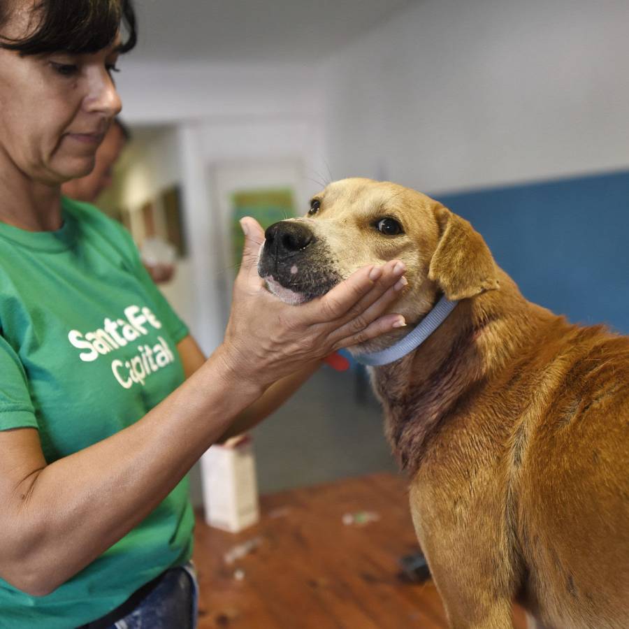 El Imusa realizó más de 6500 atenciones veterinarias en el mes de octubre