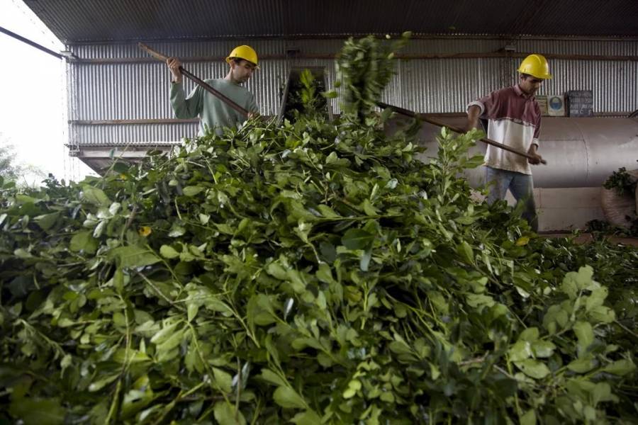Se liberó el precio de la yerba mate