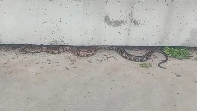 Rescatan una serpiente ñacaniná de dos metros en inmediaciones del Parque Sur