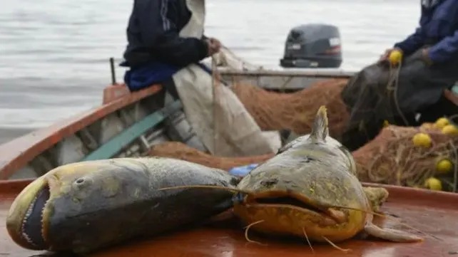Santa Fe oficializó nuevas reglas para la pesca comercial
