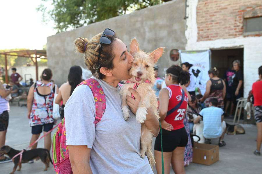 En noviembre, el Imusa realizó 8.870 atenciones veterinarias