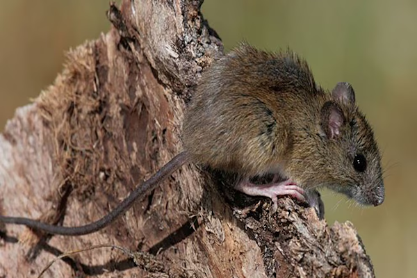 Hantavirus: claves para detectar y tratar la infección a tiempo