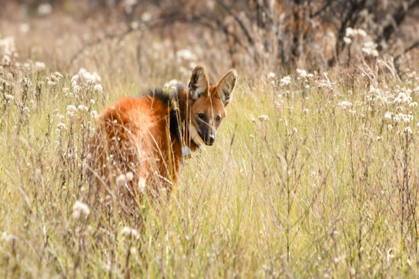En 2025: Provincia concretó más de 500 liberaciones de fauna silvestre 