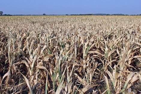 Emergencia agropecuaria en Santa Fe: la Comisión Nacional avaló la prórroga solicitada por Provincia 