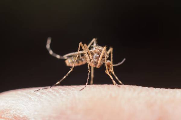 Deforestación en Brasil: preocupa la adaptación de los mosquitos