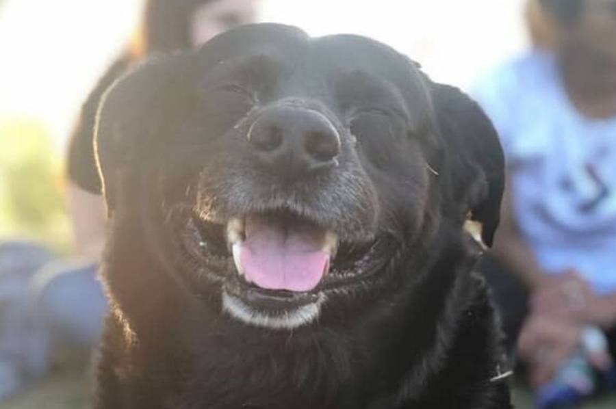 La municipalidad sancionará al propietario del perro que mató a “Garrafa”