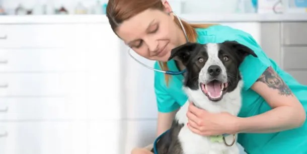 Mascotas, con cobertura de salud: una importante prepaga presenta su prepaga para 