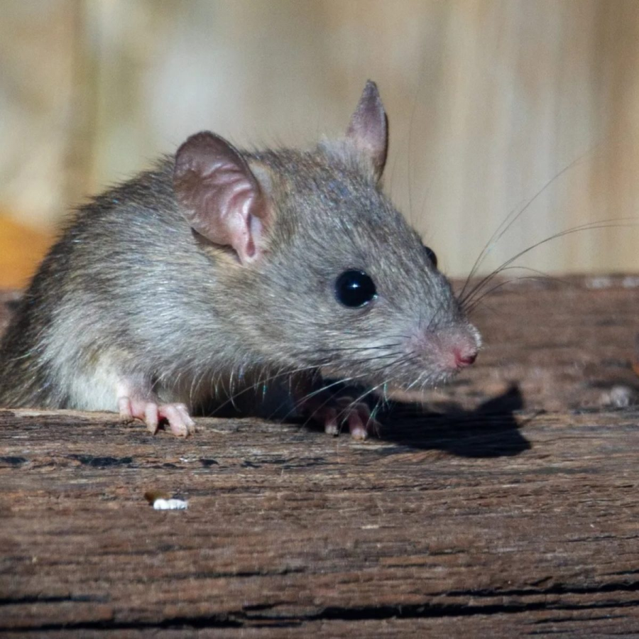 Recomendaciones para prevenir el contagio de leptospirosis 