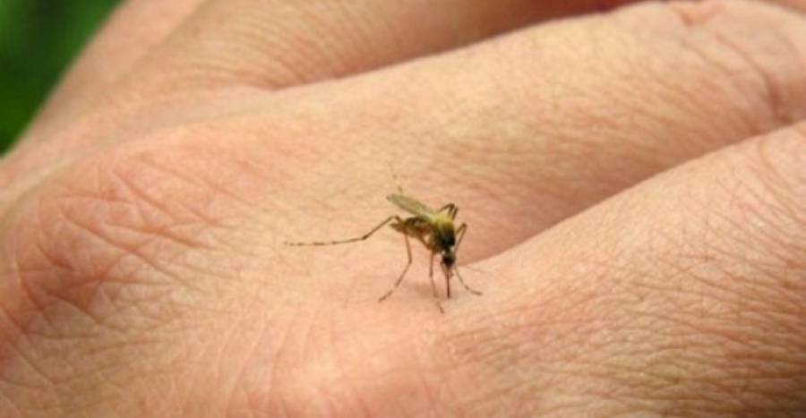 Se registraron 47 nuevos casos de fiebre chikungunya