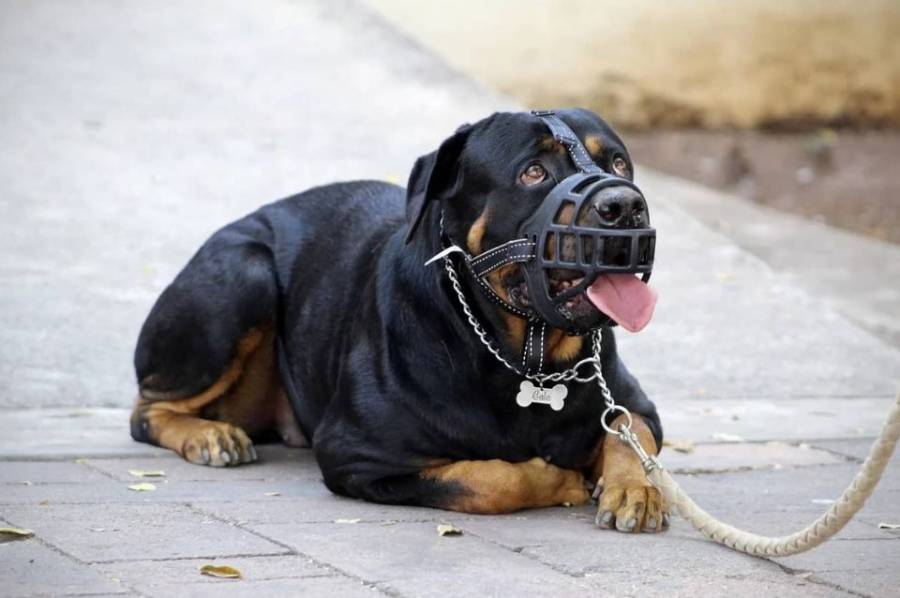 Impulsan una ley de Seguridad Canina para prevenir ataques de perros peligrosos