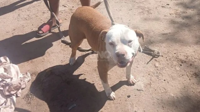 Tras el aumento de ataques, identificarán con chips a perros peligrosos
