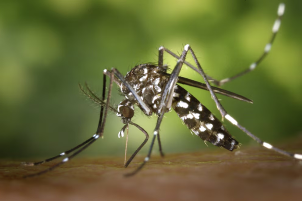 Chikungunya: alertaron por un brote epidemiológico en Tucumán 