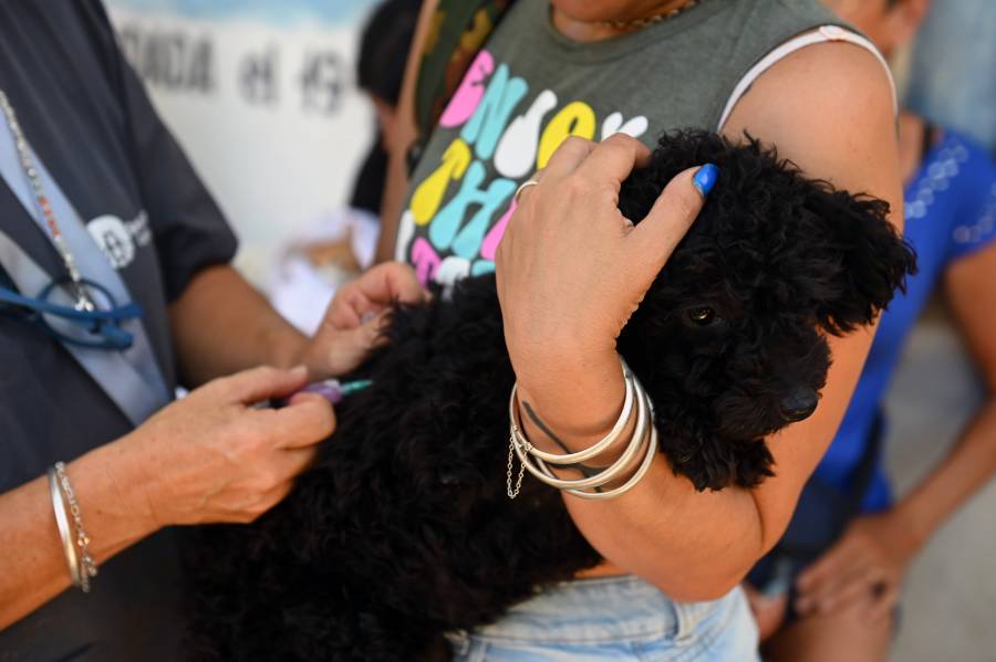 La Municipalidad y el Colegio de Médicos Veterinarios impulsan una campaña masiva 