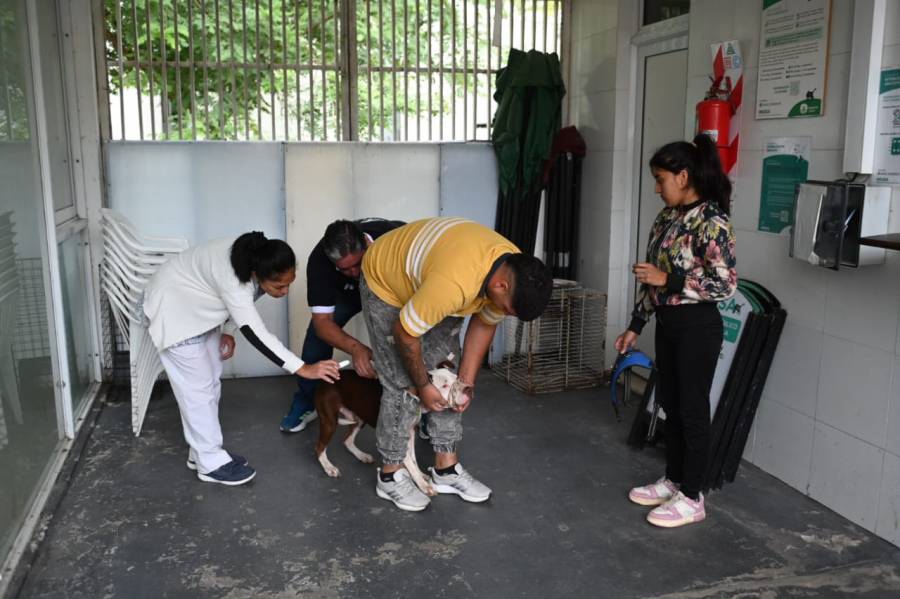 La Municipalidad inició el chipeo de perros de más de 15 kg 