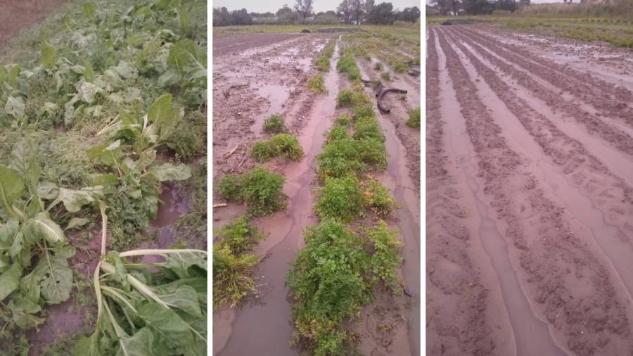 El 80% del cordón frutihortícola santafesino está bajo agua y anticipan pérdidas irreparables