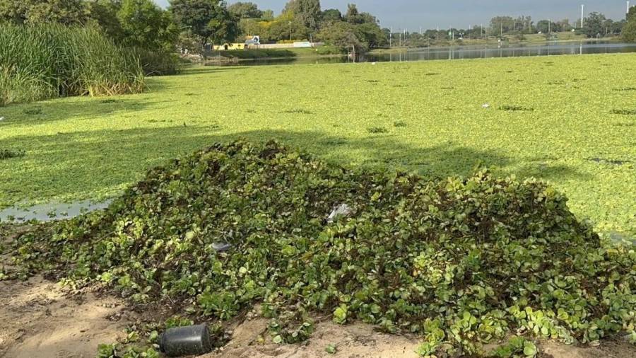 Volvieron los repollitos al lago del Parque del Sur: buscan evitar impacto en los Juegos Suramericanos