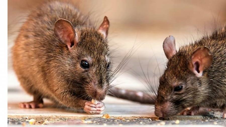 Actualizaron los datos sobre hantavirus y leptospirosis