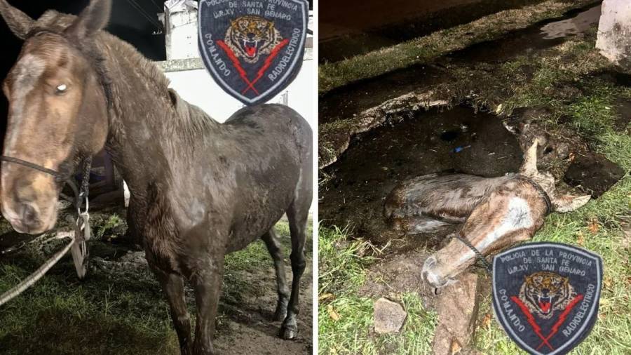 Rescataron a un caballo que cayó en un pozo ciego durante la madrugada