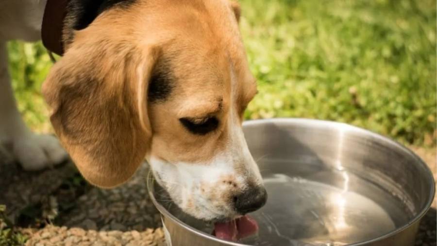 Truco viral: cómo limpiar el bebedero de tu perro para evitar que se formen bacterias