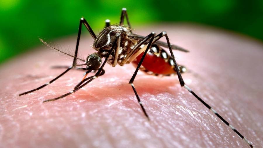 Confirmaron el segundo caso de dengue en la provincia 