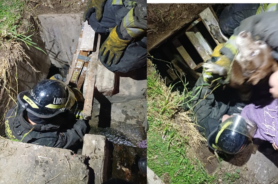Bomberos rescataron a un perro atrapado en una alcantarilla