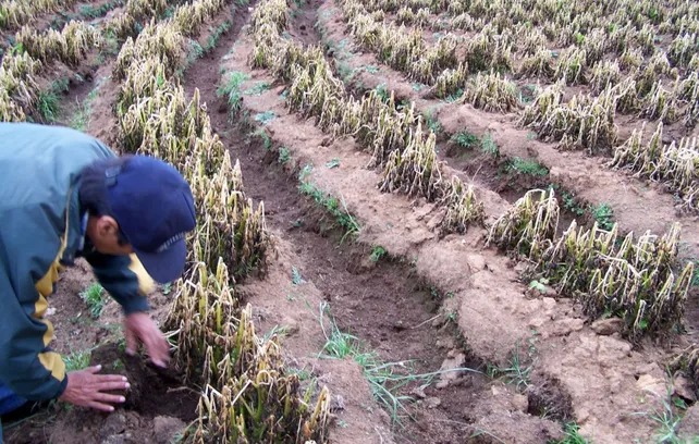 Las heladas golpean al cordón hortícola: Quinteros advirtieron por la calidad de las verduras y pidieron limpiar desagües ante El Niño
