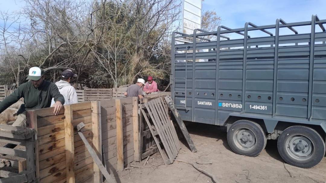 Intervinieron un criadero de cerdos en Ibarlucea y retiraron todos los animales 
