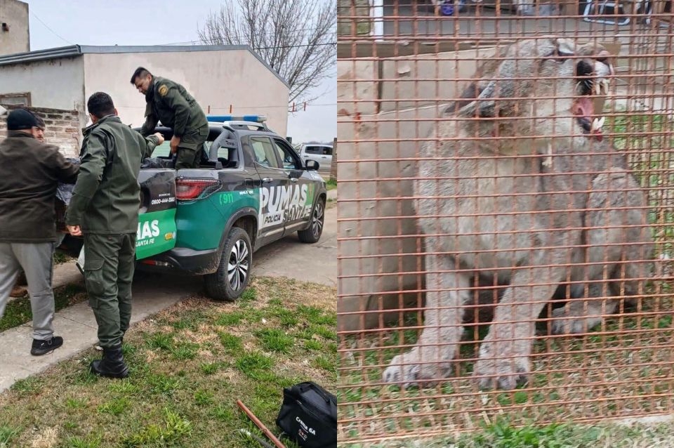 Rescataron un puma que había ingresado al patio de una casa
