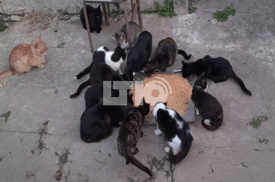 Piden ayuda para proteger a 15 gatos en riesgo