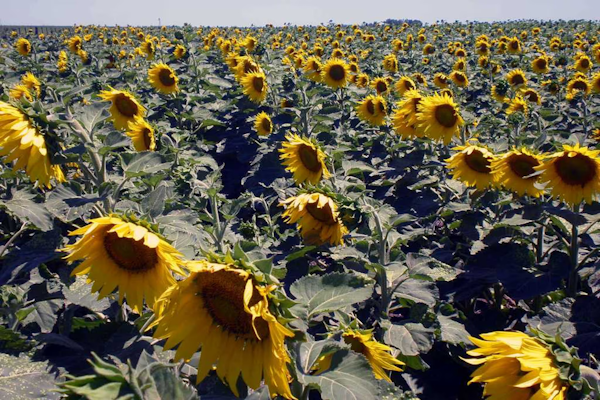 El girasol es la nueva estrella del agro argentino