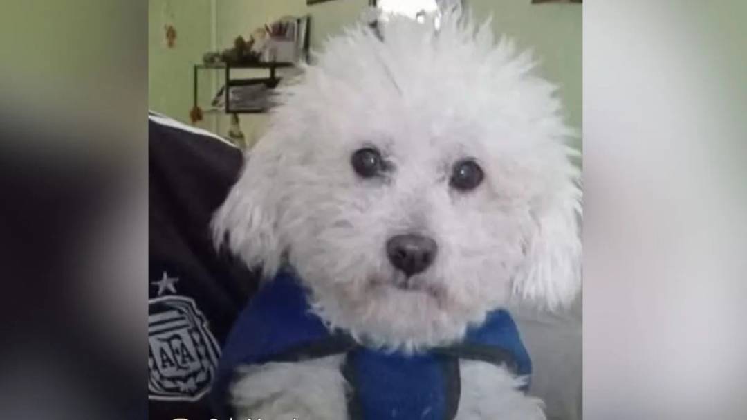 Le robaron el caniche a un jubilado en barrio El Pozo y lograron recuperarlo