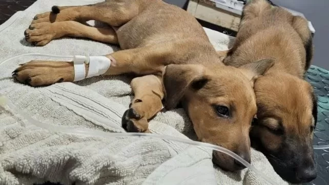 Impulsan un Hospital Público Veterinario en Santa Fe con atención gratuita y guardia de urgencias las 24 horas para perros y gatos